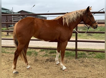 American Morgan Horse, Mare, 5 years, 5,3 hh, Brown