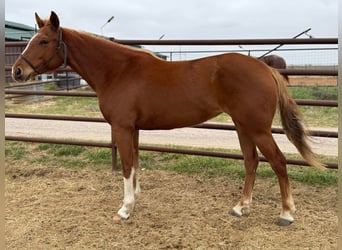 American Morgan Horse, Mare, 5 years, 5,3 hh, Brown