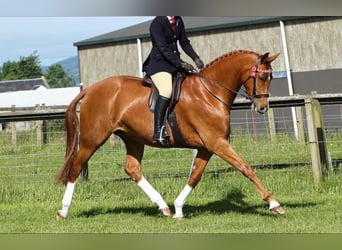 American Morgan Horse, Mare, 5 years, 5.3 hh, Brown