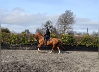 American Morgan Horse, Mare, 5 years, 5.3 hh, Brown