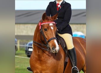 American Morgan Horse, Mare, 5 years, 5.3 hh, Brown