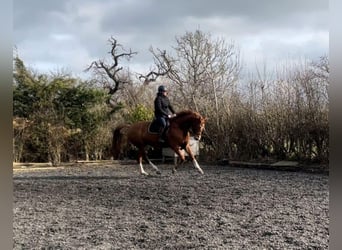 American Morgan Horse, Mare, 5 years, 5.3 hh, Brown