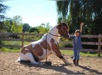 American Morgan Horse, Mare, 6 years, 13.2 hh, Buckskin