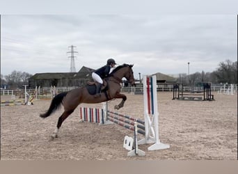 American Morgan Horse Mix, Mare, 6 years, 5,3 hh, Brown