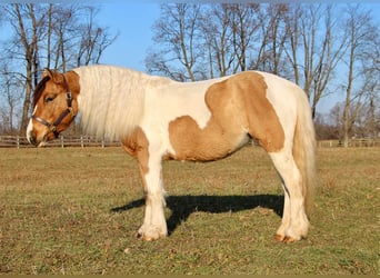 American Morgan Horse, Mare, 7 years, 13.2 hh, Buckskin