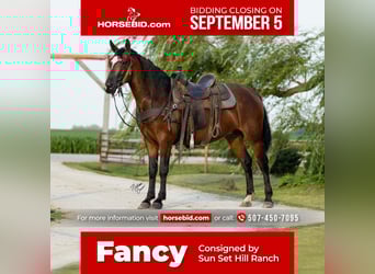 American Morgan Horse, Mare, 7 years, 15.1 hh, Bay