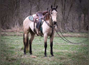American Morgan Horse, Mare, 7 years, 15 hh, Buckskin