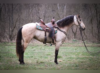 American Morgan Horse, Mare, 7 years, 15 hh, Buckskin