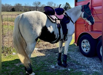 American Morgan Horse, Mare, 7 years, 5.3 hh, White