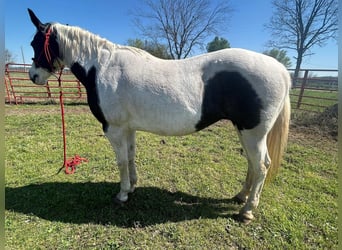 American Morgan Horse, Mare, 7 years, 5.3 hh, White