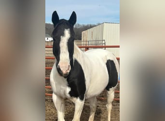 American Morgan Horse, Mare, 7 years, 5.3 hh, White