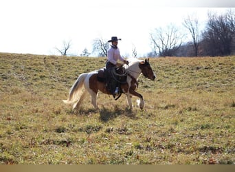 American Morgan Horse, Mare, 8 years, 13,2 hh, Buckskin