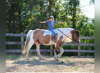 American Morgan Horse, Mare, 8 years, 13,2 hh, Buckskin