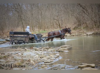 American Morgan Horse, Mare, 8 years, 14,3 hh, Brown