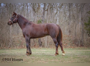 American Morgan Horse, Mare, 8 years, 14,3 hh, Brown