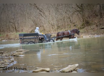 American Morgan Horse, Mare, 8 years, 14,3 hh, Brown
