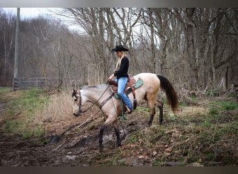 American Morgan Horse, Mare, 8 years, 15 hh, Buckskin