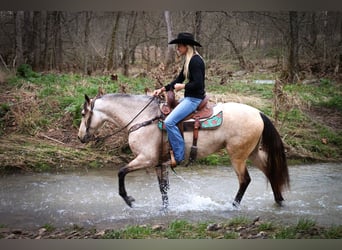 American Morgan Horse, Mare, 8 years, 15 hh, Buckskin