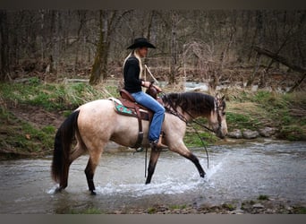 American Morgan Horse, Mare, 8 years, 15 hh, Buckskin