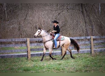 American Morgan Horse, Mare, 8 years, 15 hh, Buckskin