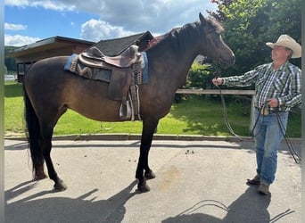 American Morgan Horse, Mare, 9 years, 15 hh, Bay-Dark