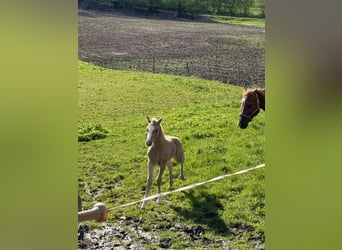 American Morgan Horse Mix, Mare, Foal (04/2024), 15 hh, Palomino