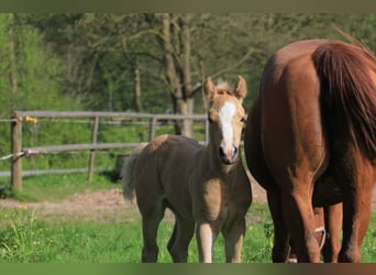 American Morgan Horse Mix, Mare, Foal (04/2024), 15 hh, Palomino