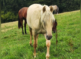 American Morgan Horse, Ogier, 1 Rok, 150 cm, Dunalino