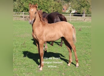 American Morgan Horse, Ogier, 1 Rok, 154 cm, Grullo