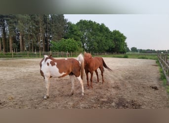 American Morgan Horse, Ogier, 23 lat, 150 cm, Kasztanowata