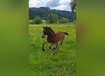American Morgan Horse, Ogier, , 150 cm, Ciemnogniada
