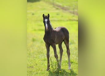 American Morgan Horse, Ogier, Źrebak (05/2026), 157 cm, Kara