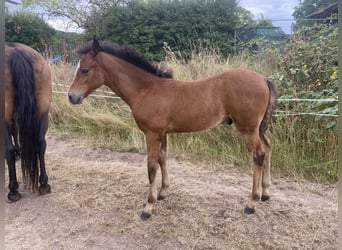 American Morgan Horse, Ogier, Źrebak (05/2023), 160 cm, Gniada