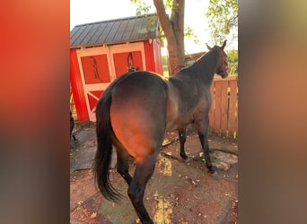 American Morgan Horse, Stallion, 34 years, Grey-Blue-Tan