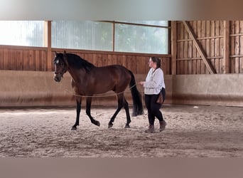 American Morgan Horse, Stallion, 4 years, 15.1 hh, Bay-Dark