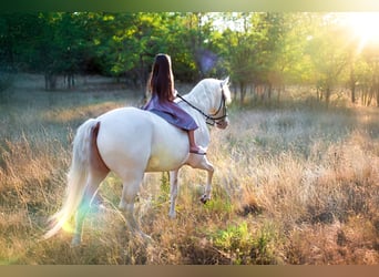 American Morgan Horse, Stallion, 5 years, 15,2 hh, Cremello