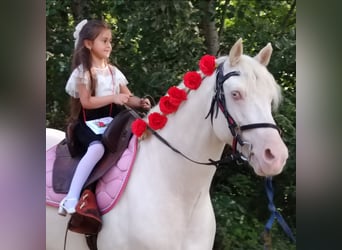 American Morgan Horse, Stallion, 5 years, 15,2 hh, Cremello