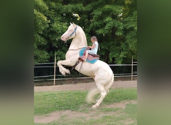 American Morgan Horse, Stallion, 5 years, 15,2 hh, Cremello