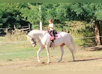 American Morgan Horse, Stallion, 5 years, 15,2 hh, Cremello