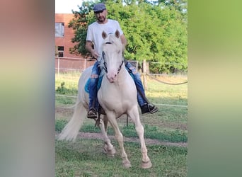 American Morgan Horse, Stallion, 5 years, 15,2 hh, Cremello
