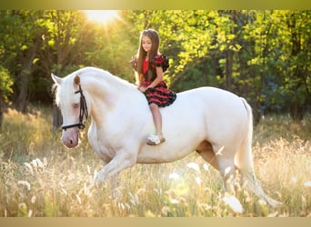American Morgan Horse, Stallion, 5 years, 15,2 hh, Cremello