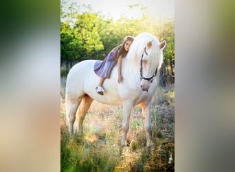 American Morgan Horse, Stallion, 5 years, 15,2 hh, Cremello