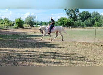 American Morgan Horse, Stallion, 5 years, 15,2 hh, Cremello