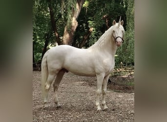 American Morgan Horse, Stallion, 5 years, 15,2 hh, Cremello