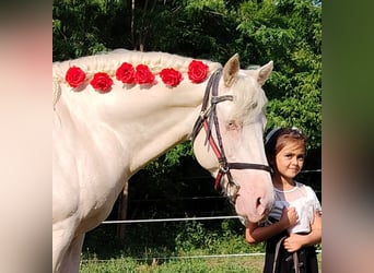American Morgan Horse, Stallion, 5 years, 15,2 hh, Cremello