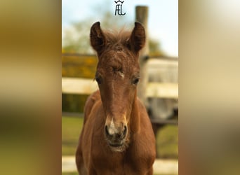 American Morgan Horse Mix, Stallion, Foal (04/2024), 15.1 hh