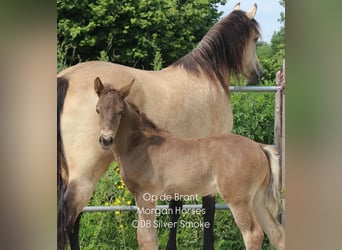 American Morgan Horse, Stallion, Foal (05/2025), 15 hh, Grullo