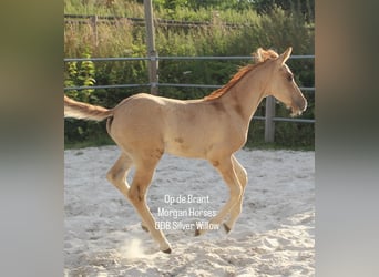American Morgan Horse, Stallion, Foal (05/2025), 15 hh, Grullo