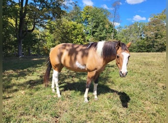 American Morgan Horse, Stute, 10 Jahre, 60 cm, Hellbrauner