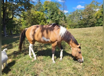 American Morgan Horse, Stute, 10 Jahre, 60 cm, Hellbrauner